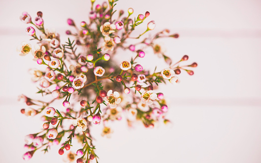 Delicate and beautiful fresh waxflowers in vase on pink background