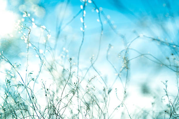 istock Beautiful tender plants in sunlight on the field autumn 504916320