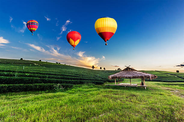istock Sunset view of tea plantation landscape 504916464