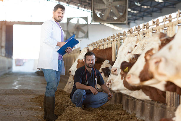 istock Vet Working in the barn 504916652