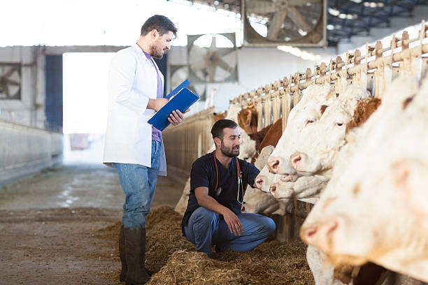 istock Vet In The Farm 504916756
