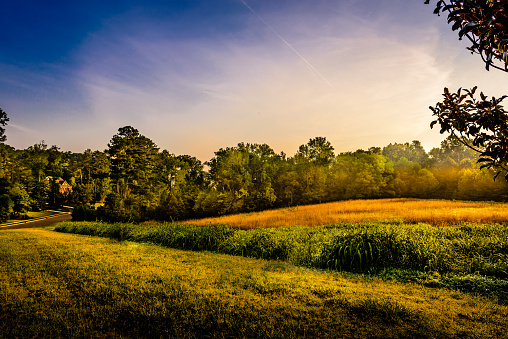 Early morning landscape in the meadows of Durham, North Carolina taken during summer season. The golden colored grasses in the mid ground creates contrast with the green grasses in the foreground and trees in the background.