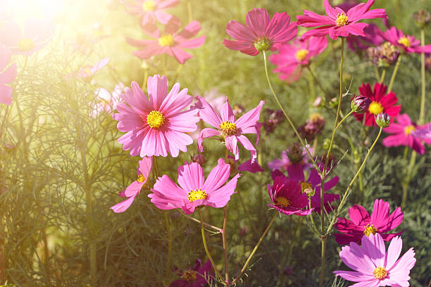 istock Pink flowers in the garden with sunlight 504918488