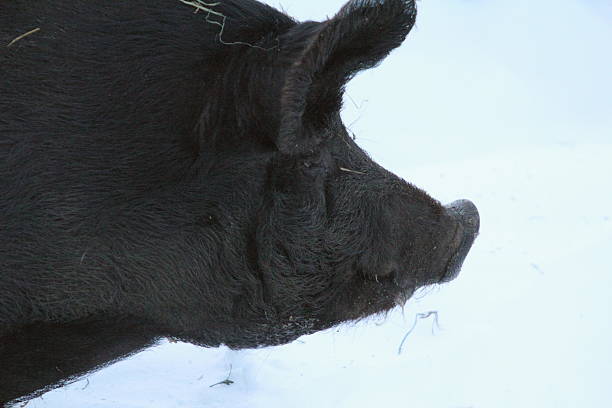 istock Profile of black pig 504919368