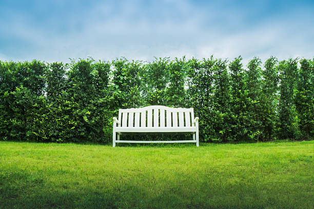 istock White bench in green garden. 504922002