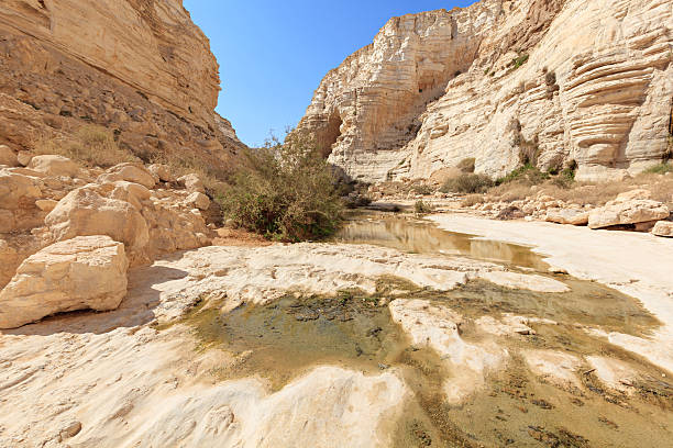 istock En Avdat National Park, Desert Negev, Israel 504922278