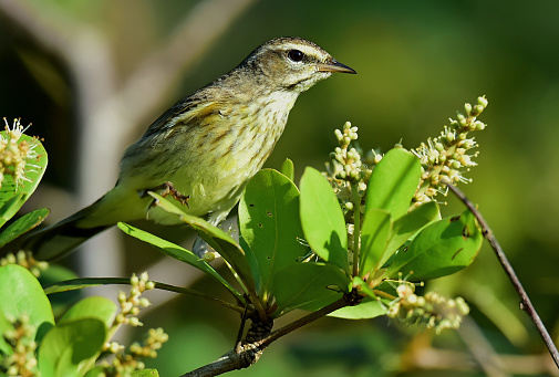 A Chiffchaff perched  on a pussy willow branch in sunshine