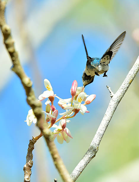 istock Flying Cuban Bee Hummingbird 504923494