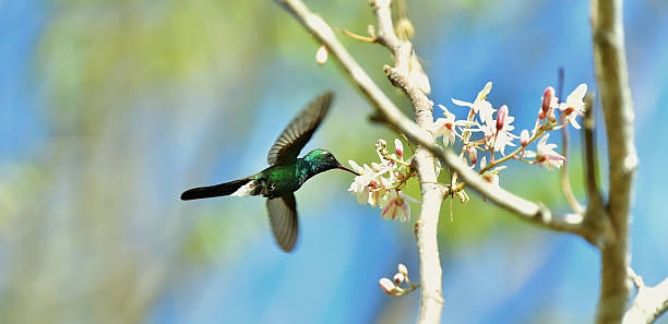 istock Flying Cuban Emerald Hummingbird 504923552