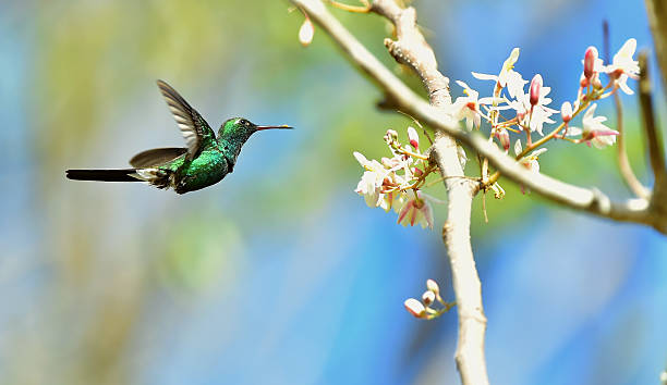 istock Flying Cuban Emerald Hummingbird 504923694