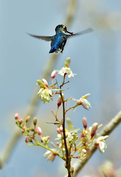 istock Flying Cuban Bee Hummingbird 504923768