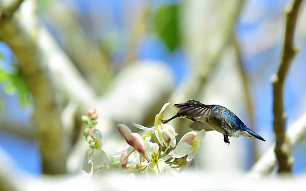 istock Flying Cuban Bee Hummingbird 504923868