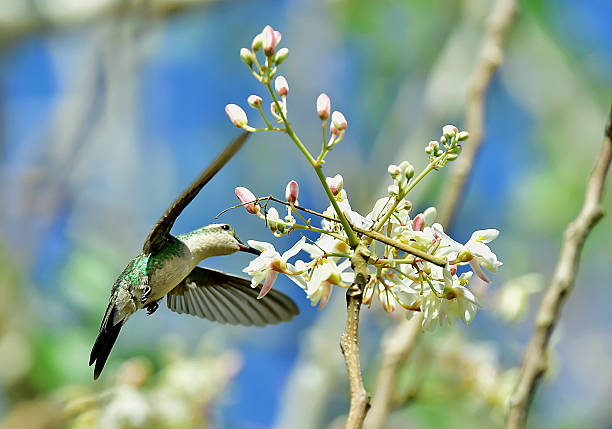 istock Flying Cuban Bee Hummingbird 504924272