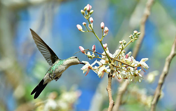 istock Flying Cuban Bee Hummingbird (Mellisuga helenae) 504924304