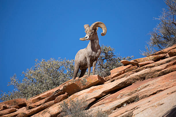 carnero de las rocosas en las montañas del desierto - bighorn sheep fotografías e imágenes de stock