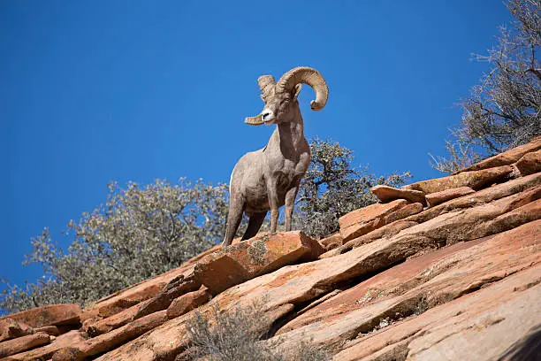 Male bighorn sheep on rugged desert mountain