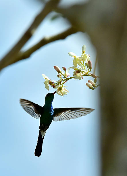 istock Flying Cuban Emerald Hummingbird 504924774