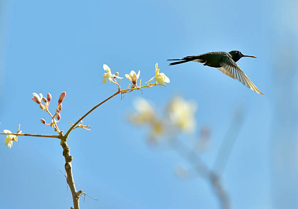 istock Flying Cuban Emerald Hummingbird 504924878