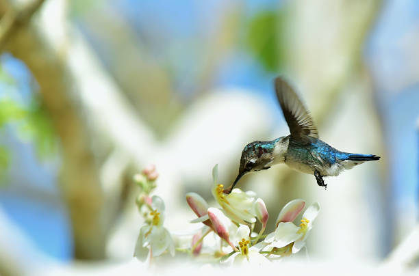 Flying Cuban Bee Hummingbird (Mellisuga helenae)
