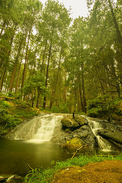 Deep forest Gundar waterfalls in serene surroundings vertical