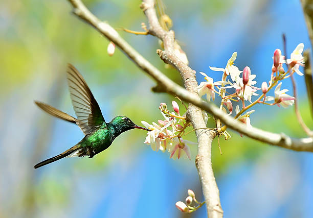 istock Flying Cuban Emerald Hummingbird (Chlorostilbon ricordii) 504925714