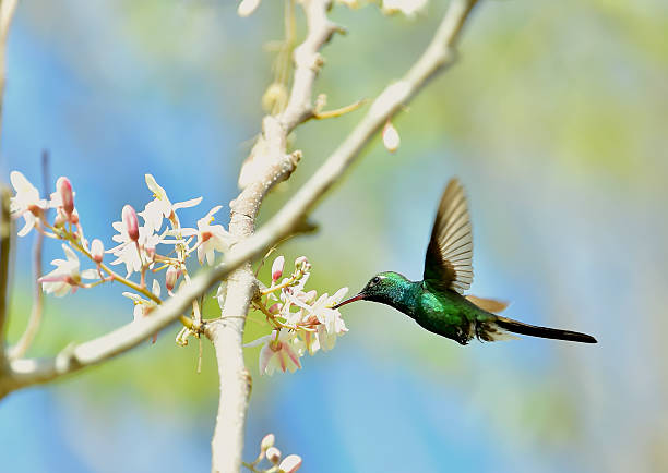 istock Flying Cuban Emerald Hummingbird (Chlorostilbon ricordii) 504925798