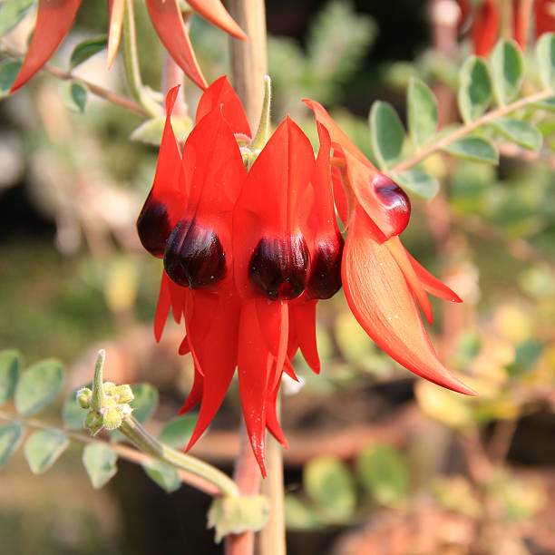 istock Red flower with decorated spots 504926052