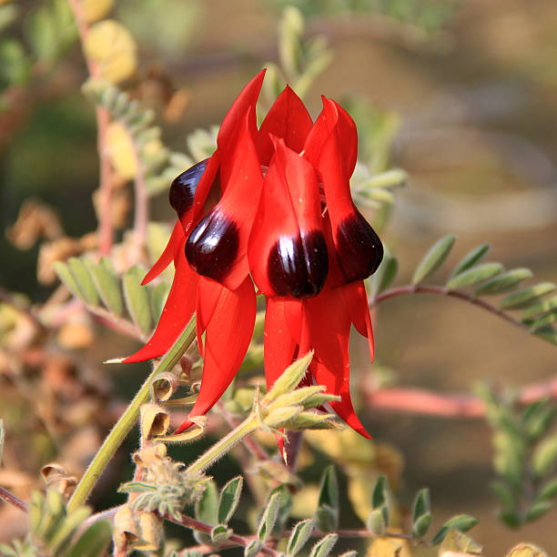 istock Red flower with decorated spots 504926164
