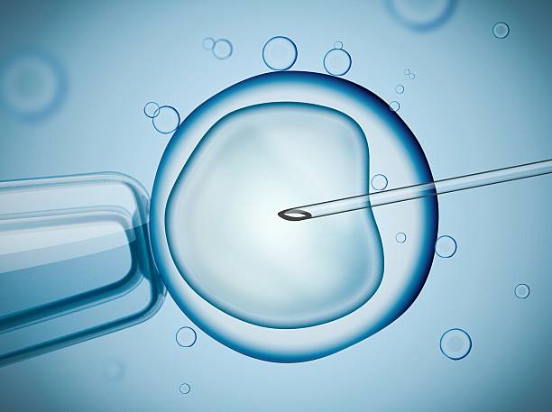istock Laboratory microscopic research of IVF (in vitro fertilization). 504926372