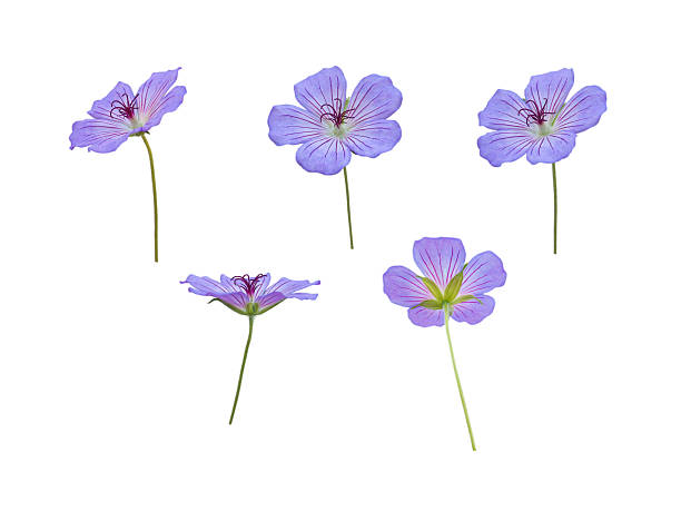 cinco meadow gerânio blue flores isoladas no branco - five petals - fotografias e filmes do acervo