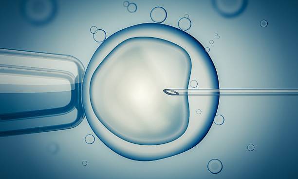 istock IVF (in vitro fertilization) or insemination of female egg. 504926488