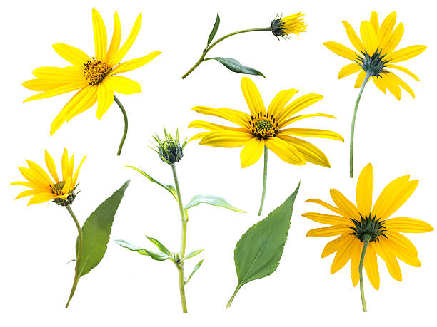 istock Jerusalem artichoke or sunroot yellow flowers, buds and leaves 504926520