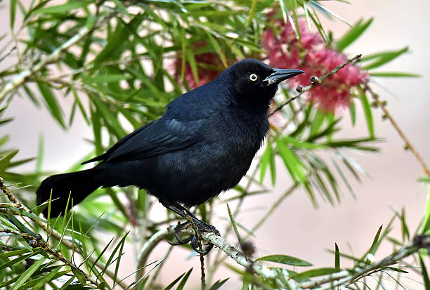 istock The Greater Antillean grackle (Quiscalus niger) 504927100
