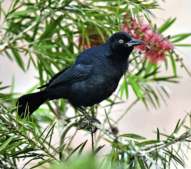 istock The Greater Antillean grackle (Quiscalus niger) 504927192