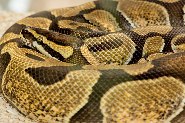 100+ Python Snake Eating Biting Stock Photos, Pictures & Royalty-Free ...