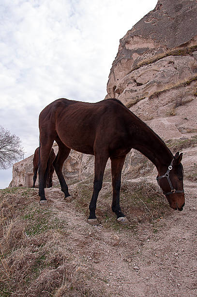 cheval brun - mule animal profile animal head photos et images de collection