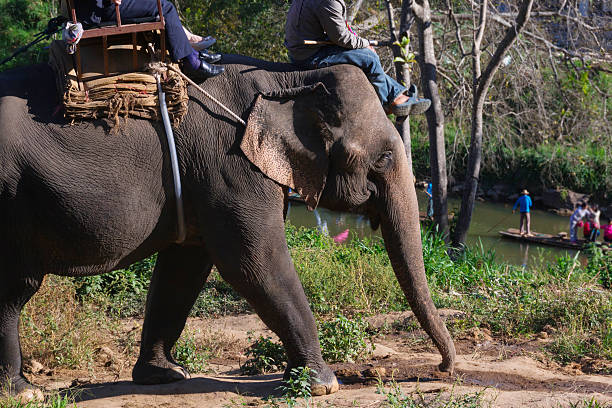 istock Elephant riding for tourists 504928140