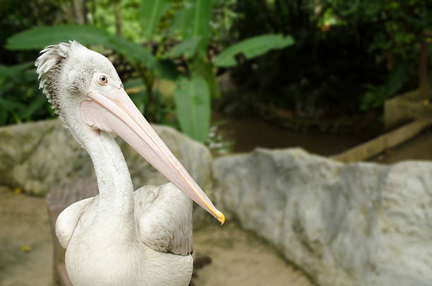 istock Spot-billed pelican, pelecanus philippensis, bird 504928222