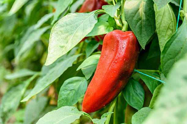 kuvapankkikuvat ja rojaltivapaat kuvat aiheesta punapippuria kasvimaalla - pepper plant