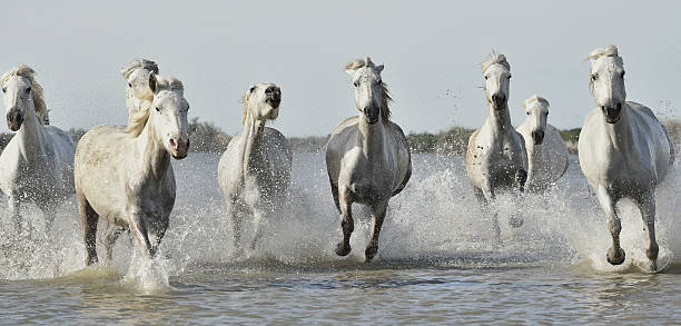 istock Running White horses through water 504929416