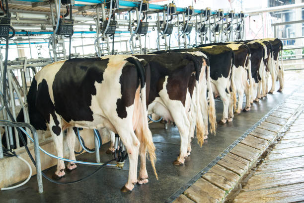 istock Dairy milking cow machine produce fresh milk 504929854