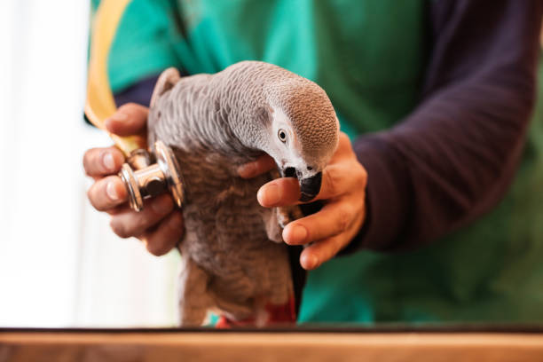istock Unrecognizable vet examining a gray parrot at veterinarian office. 504929866