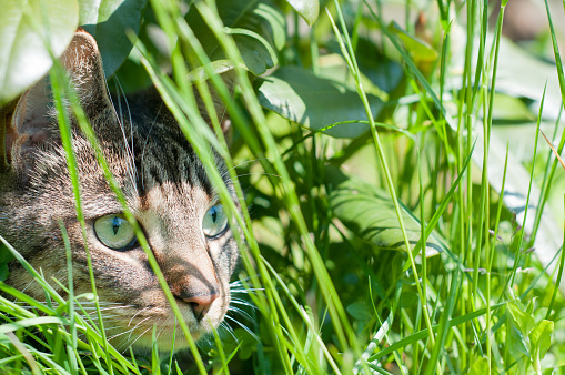 Close up of cat hunting in the backyard