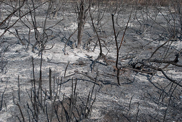 istock Burnt, charred trees after a forest fire 504931842