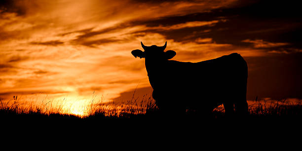 istock Sunset silhouette of a cow 504931886