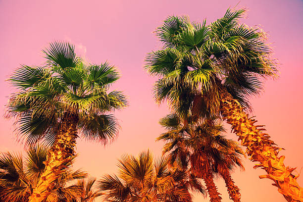 istock Vintage tropic palm trees against sky at sunset light 504932440