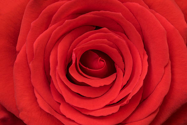 istock Natural red rose close up, beautiful Valentine day background. 504932938