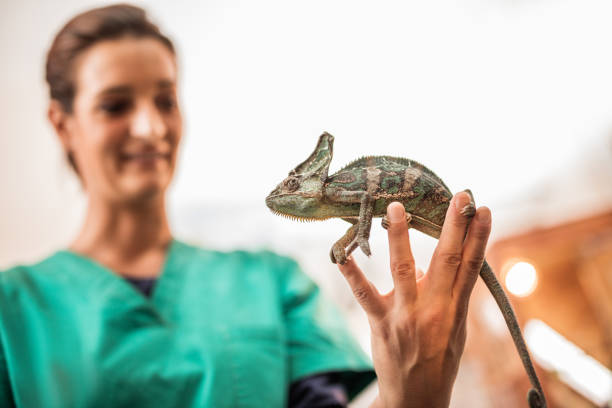 Small chameleon in veterinarian's hands.