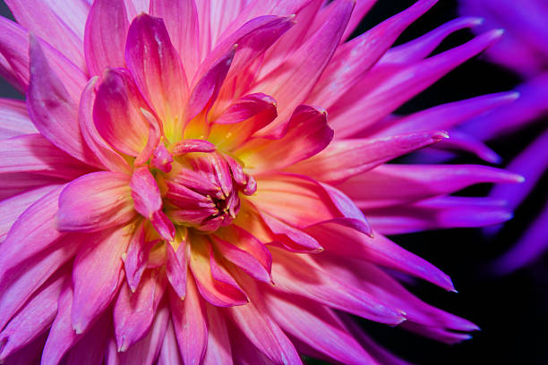 istock pink dahlia in dark background 504979598