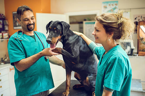 Happy veterinarian's having a medical exam with Doberman. Two happy mid adult veterinarians performing a medical exam on black Doberman in the animal hospital. animal hospital photos stock pictures, royalty-free photos & images